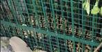 Leopard Dies After 22 Days in Forest Department Cage