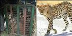 Pauri Garhwal Nainidanda Block Leopard