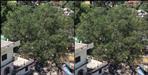 Peepal tree in rudraprayag main market