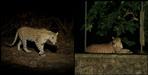 Leopard in Haldwani