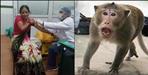 Terror of monkeys in almora