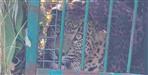 Leopard Captured After Attacking Woman in Uttarakhand