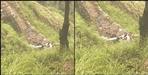 Car fell into a ditch on Lansdowne road of Pauri Garhwal