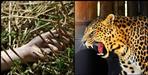 Leopard hunted woman in Pithoragarh