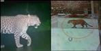 Leopard terror in uttarakhand village