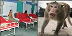 Women Send Bill To Dehradun Forest Department After Monkey Attack