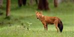 Discovery of Indian wild dog may start in Uttarakhand