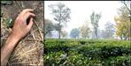 Three months old dead body found in ambiwala tea state
