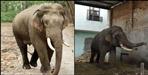 Elephant ransacked petrol pump in Ramnagar