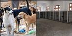 Gelding of stray dogs in Pithoragarh