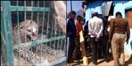 Leopard entered Dhumakot house