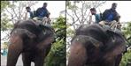 corbett national park elephant asha and mahawat sharib