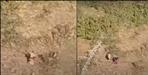 leopard attack on woman in almora video viral