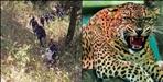 woman died in a leopard attack in Nainital