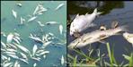2 thousand fish died in Champawat pond