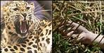 Leopard attack on woman going to Haldwani temple