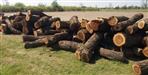 Many green trees were cut in Haldwani Sushila Tiwari Hospital