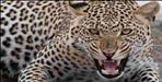Leopard attacked 10 year old child in Pithoragarh