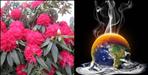 Uttarakhand Buransh flower grew two months ago due to global warming