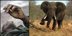 Elephant killed forest guard in Haridwar