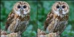 People are adopting owls in Dehradun zoo