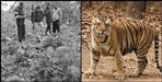 Tiger dies under suspicious circumstances in Ramnagar