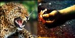 Leopard attack on laborer in Chamoli district