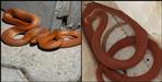 Red coral cookery snake seen in udham singh nagar