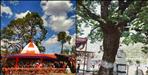 Uttarakhand goljyu temple dry tree