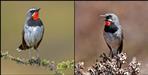 Chinese Ruby Throat Bird spotted in Kotdwar