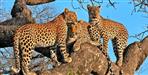 3 lepers seen in Harinagari Leopard