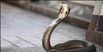 King Cobra Snake In Mussoorie Restaurant