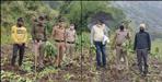 Poppy cultivation in Durbil village of Uttarkashi
