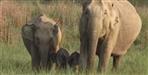Wild Elephant Spotted with Twin Calves in Tiger Reserve