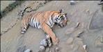 tigress dead body found in corbett national park