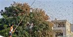 Locust attack in Uttarakhand