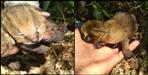 Udham singh nagar 4 wild cat cub found in field