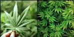 License to cultivate cannabis in Bageshwar