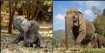 Do not call elephants crazy or riotous order of central government