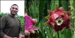 Dehradun Manoj Semwal Dragon Fruit Farming