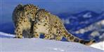 Snow Leopard counting rising in Uttarakhand