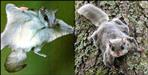 Flying squirrel seen in Uttarakhand