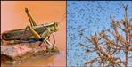 Locust Team Uttarakhand Alert