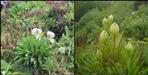 Brahma Kamal blooms prematurely in Kedarnath