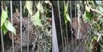 Man eater leopard caught in cage in pithoragarh