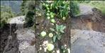 Apple crop destroyed due to heavy rain in Uttarkashi
