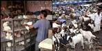 High court instructions regarding chicken mutton shop in Dehradun