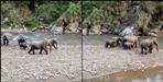 Elephant with family in Kotdwar