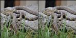 King cobra mating in the forest of Uttarakhand