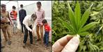 Start of cannabis cultivation in Bageshwar